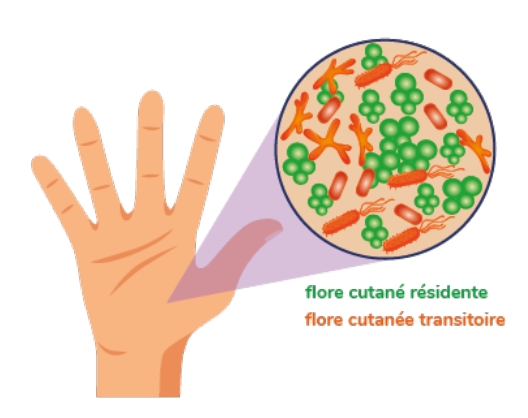 Schéma bactéries sur les mains